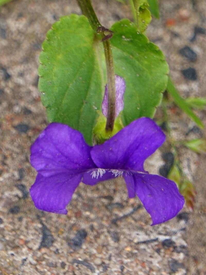 Viola sororia