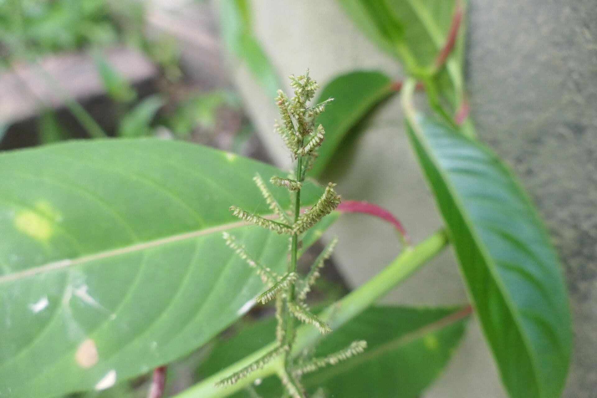 Paspalum paniculatum