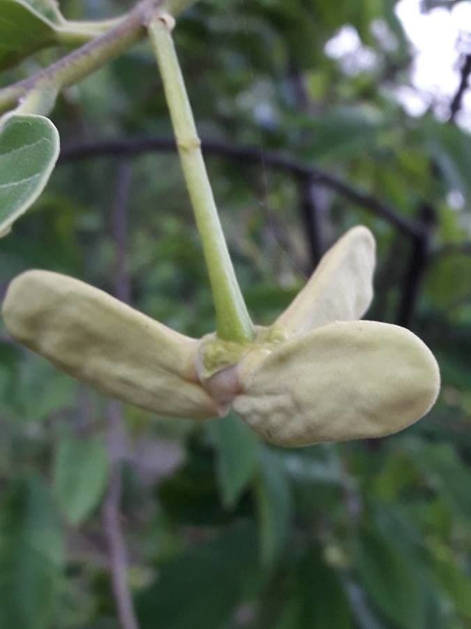 Annona cherimola