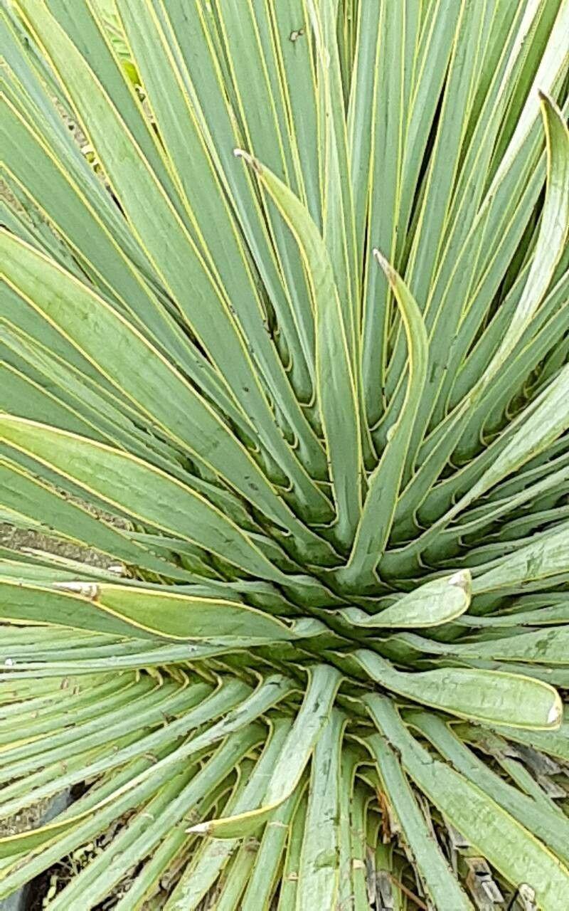 Yucca thompsoniana