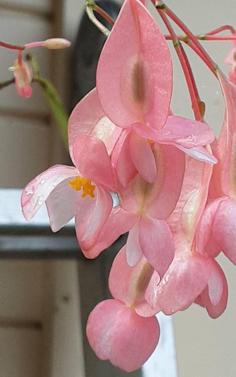 Begonia maculata