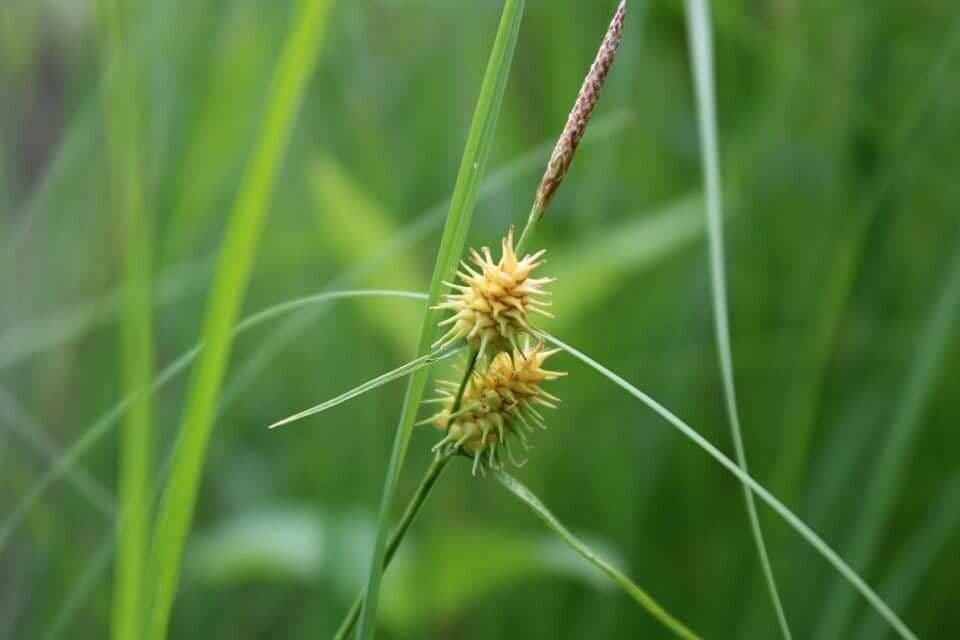 Carex flava