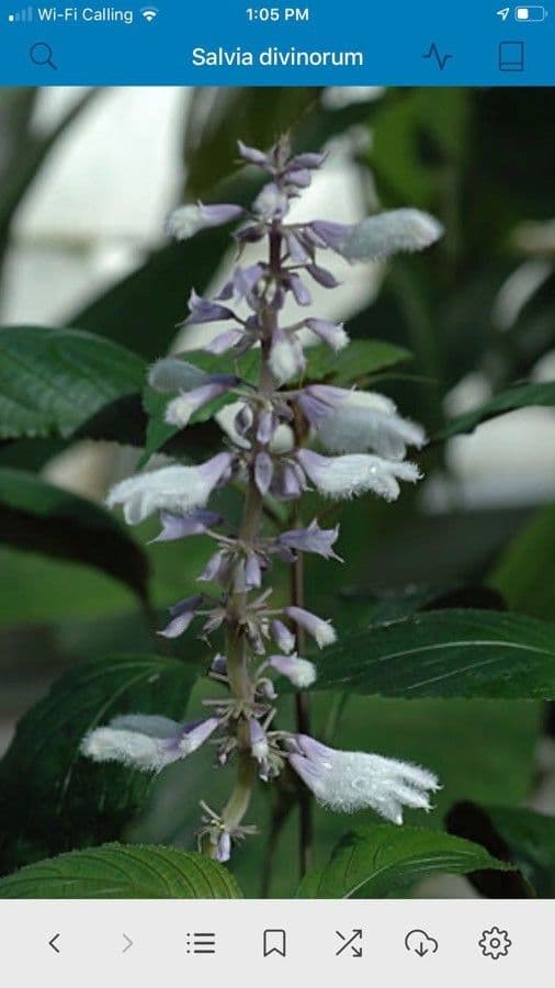 Salvia divinorum