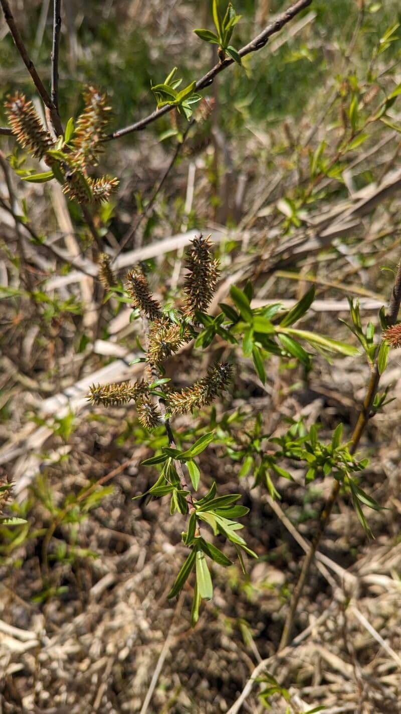 Salix eriocephala