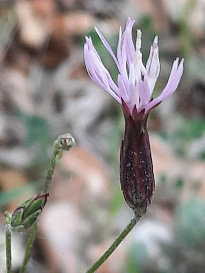 Crupina vulgaris