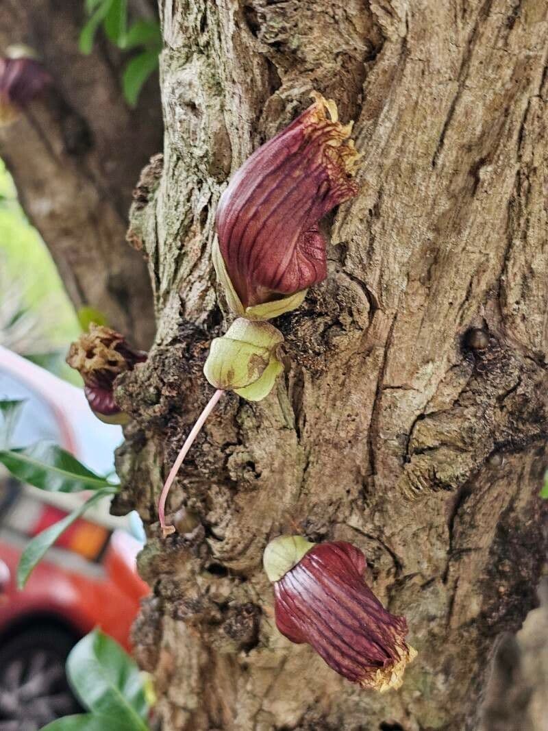 Crescentia alata