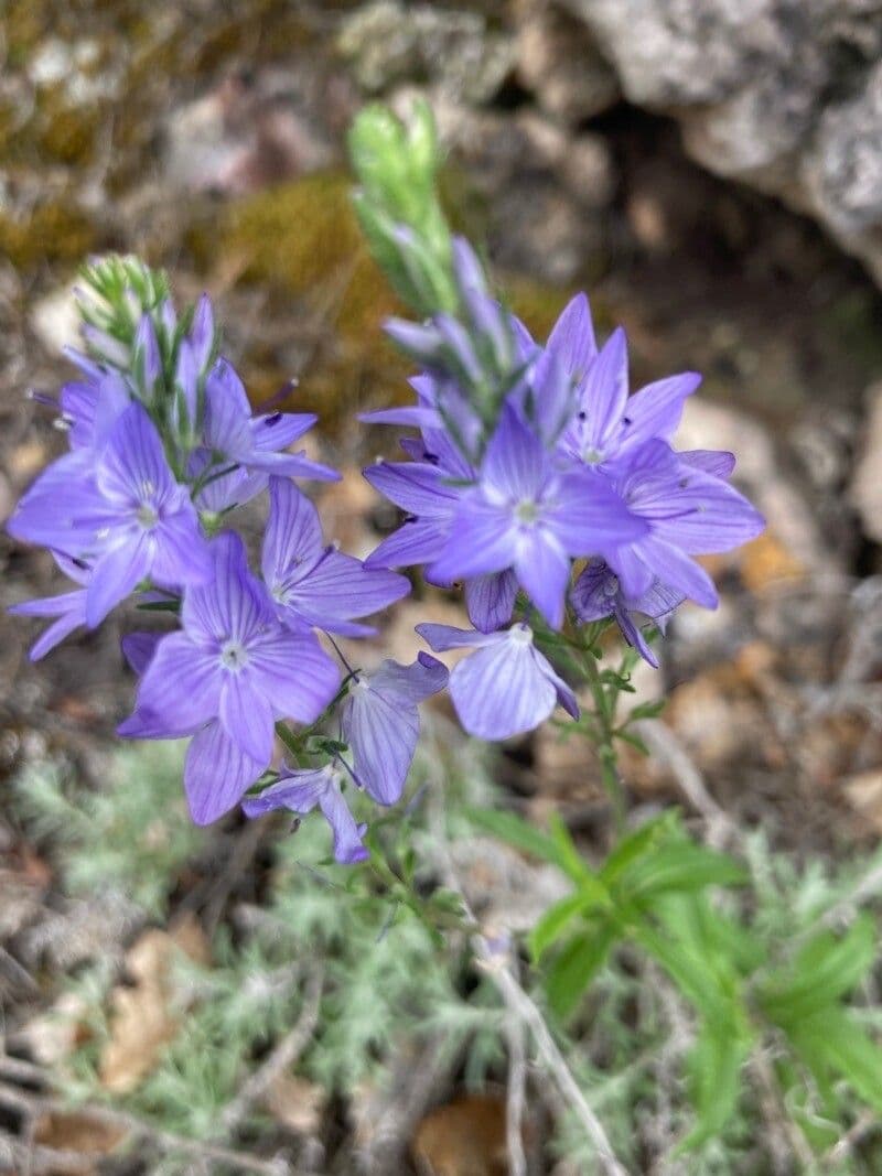 Veronica orsiniana