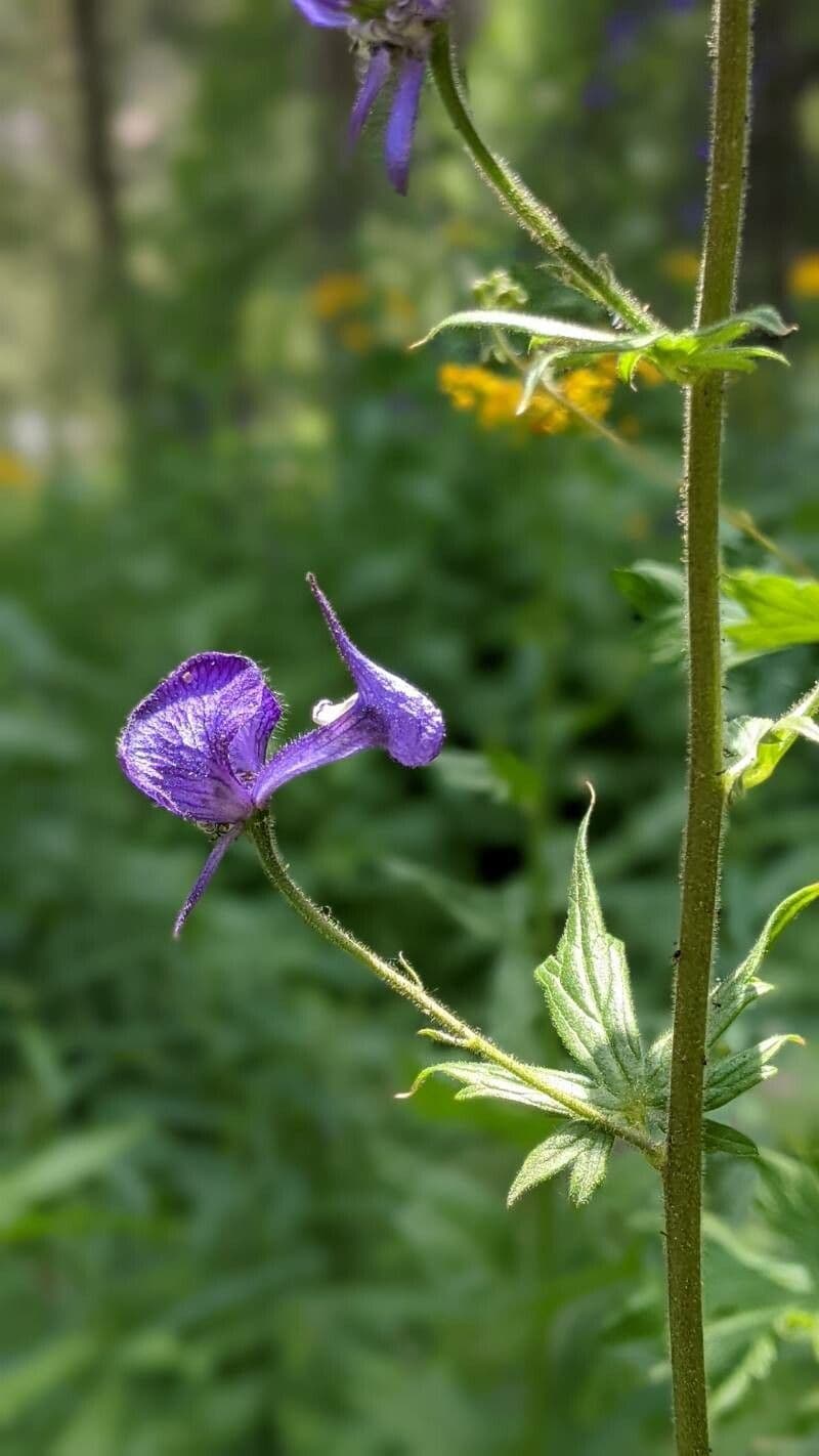 Aconitum columbianum