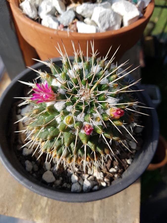 Mammillaria winterae