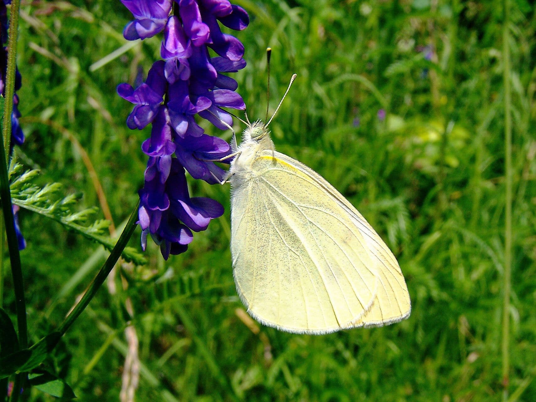 Vicia cracca