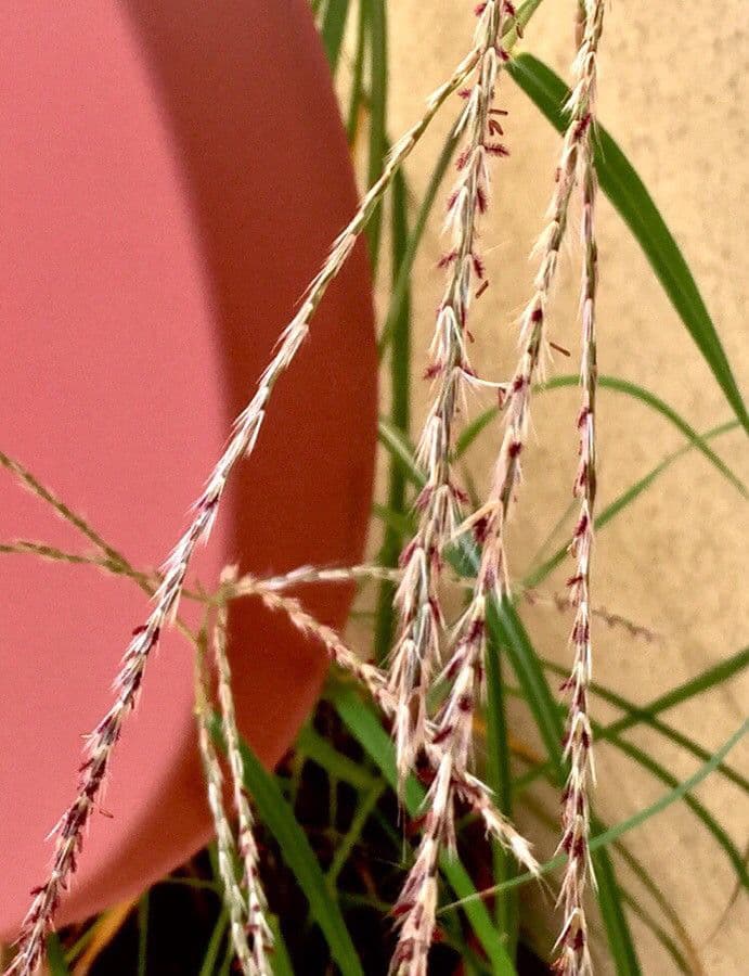 Digitaria sanguinalis