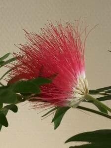 Calliandra tergemina