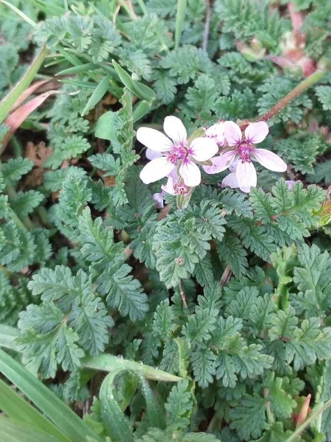 Erodium cicutarium