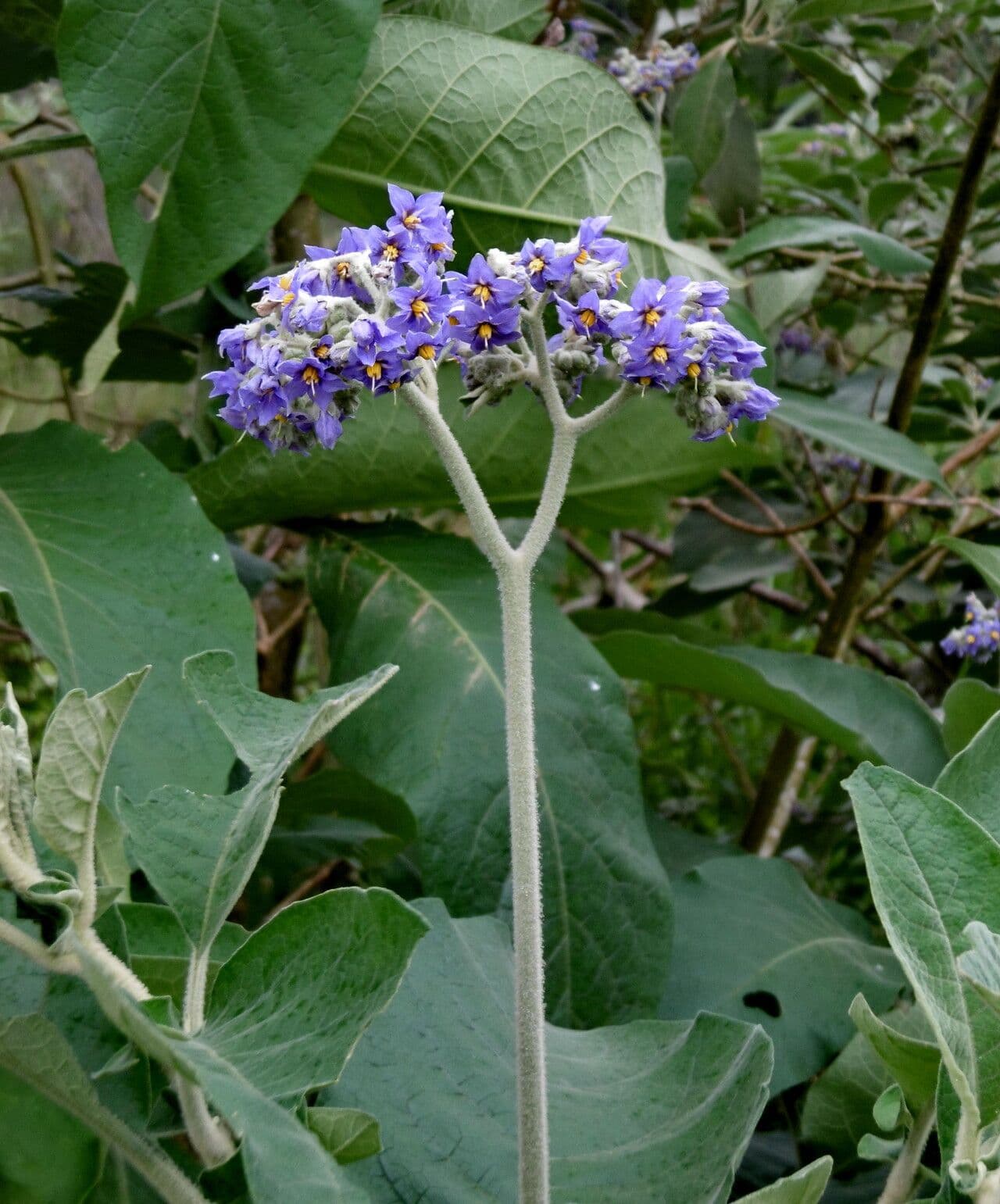 Solanum mauritianum