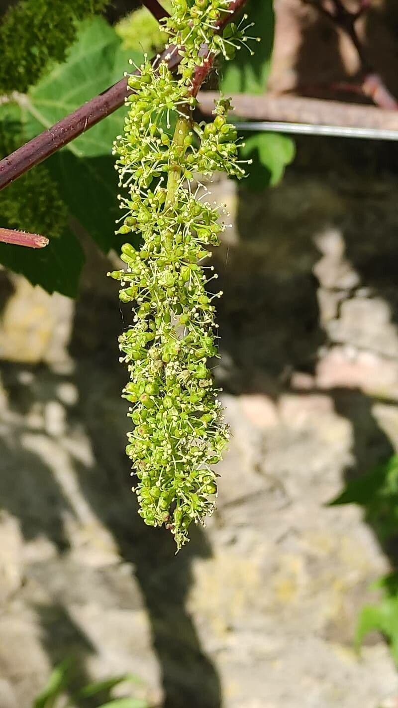 Vitis vulpina