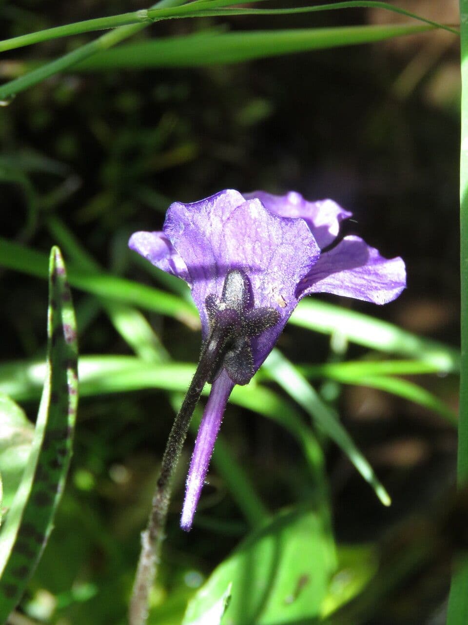 Pinguicula grandiflora