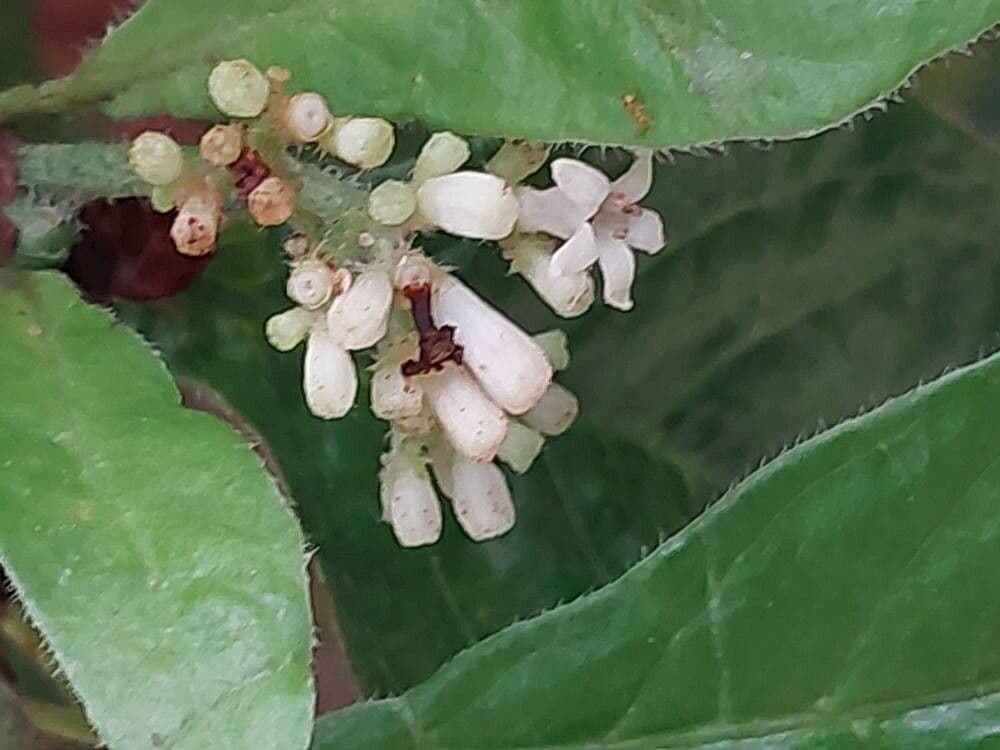 Psychotria nervosa