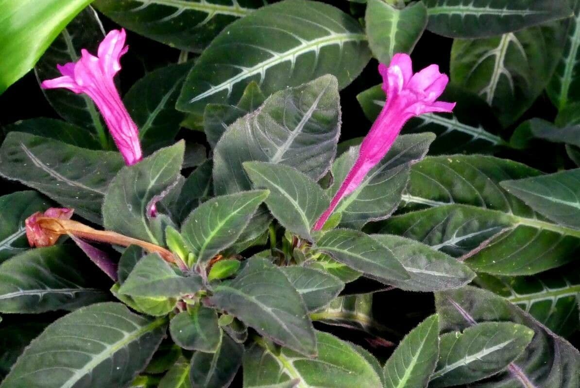 Ruellia makoyana