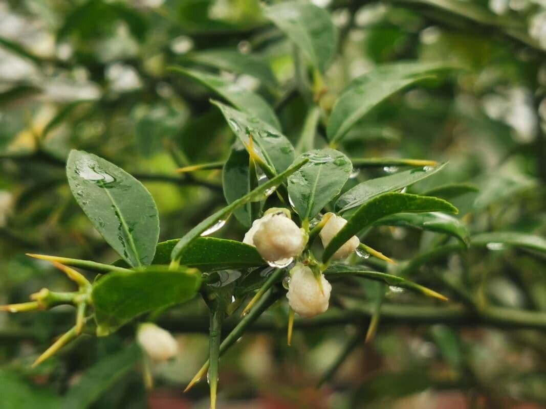 Citrus australasica