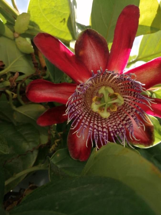 Passiflora quadrangularis