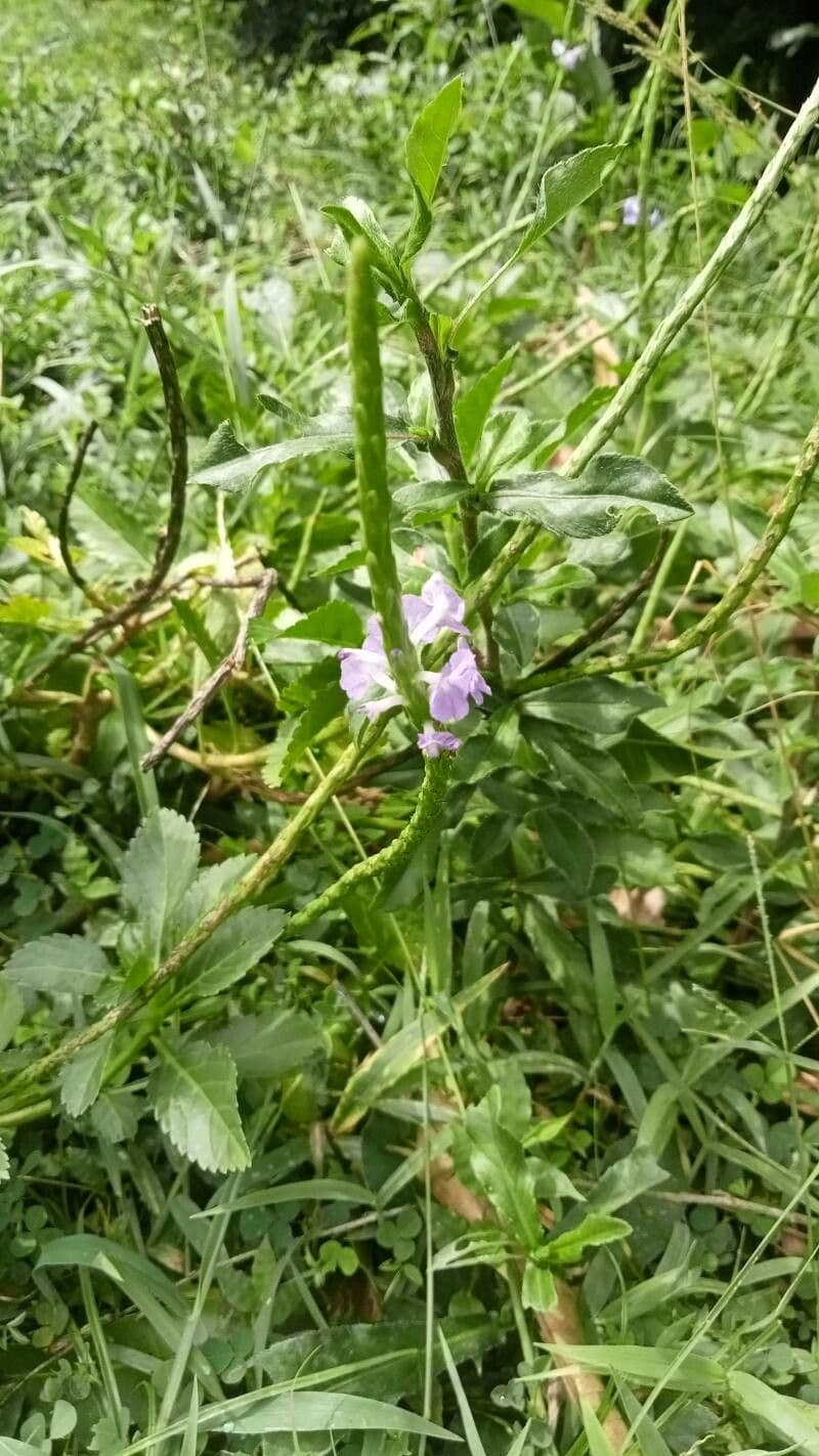 Stachytarpheta indica