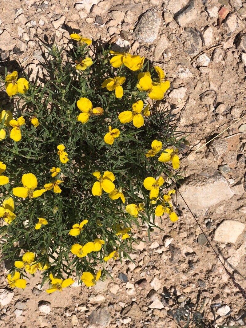 Zinnia grandiflora