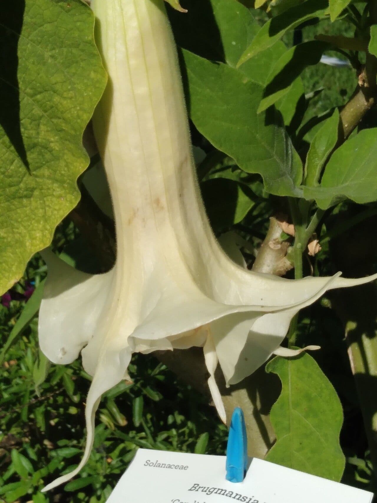 Brugmansia arborea