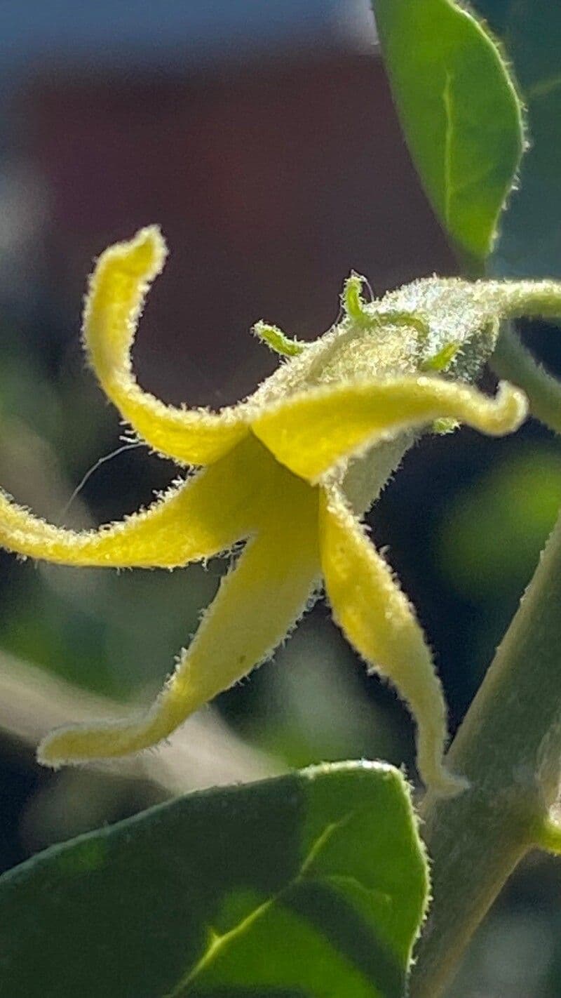 Withania frutescens