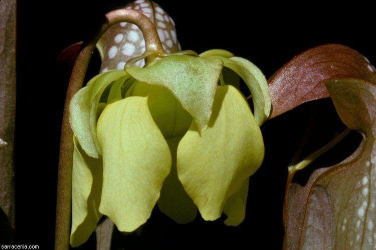 Sarracenia minor