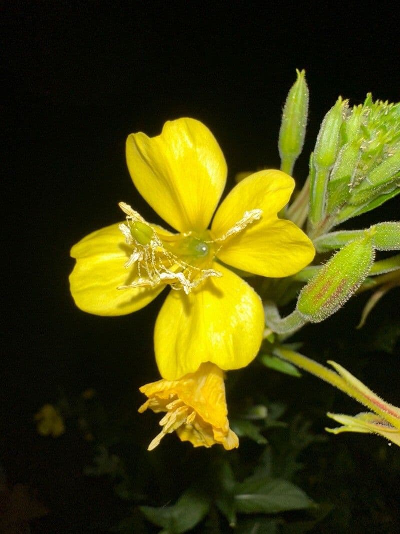 Oenothera elata