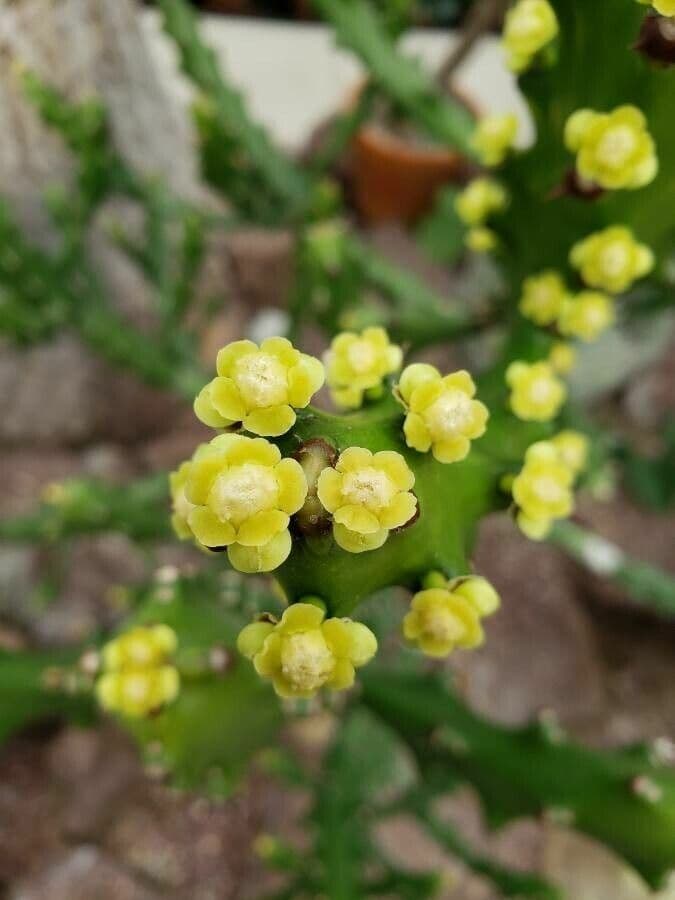 Euphorbia lactea