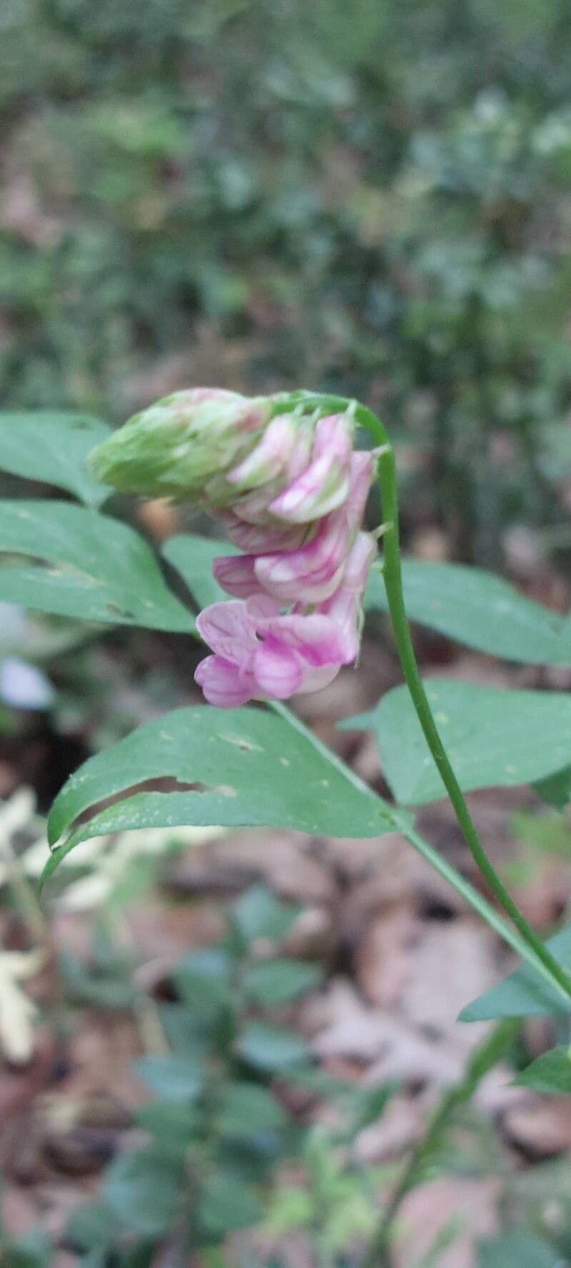 Lathyrus venetus