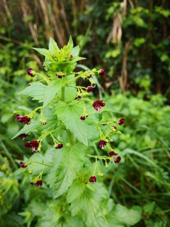 Scrophularia peregrina