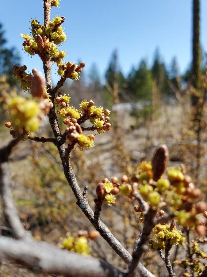 Shepherdia canadensis