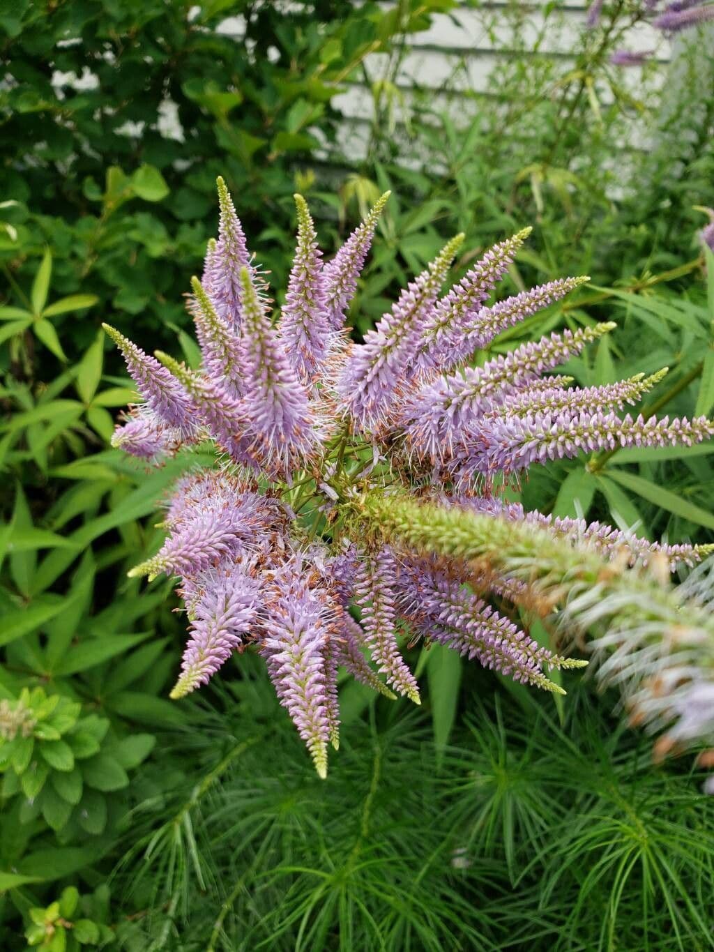 Veronicastrum virginicum