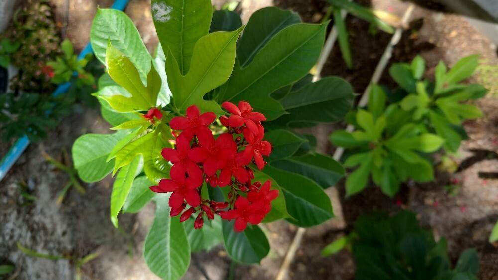 Jatropha integerrima