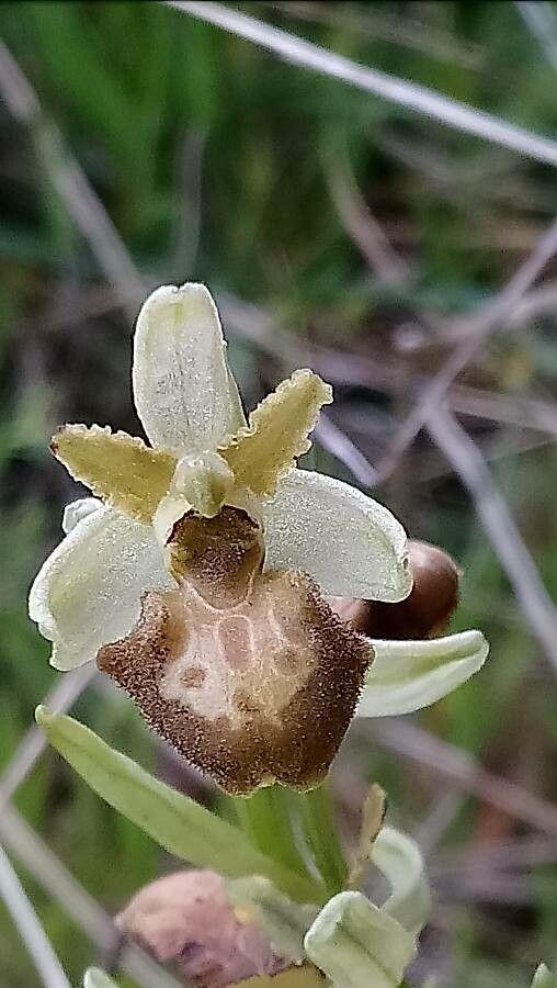 Ophrys arachnitiformis