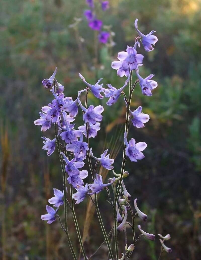Delphinium carolinianum