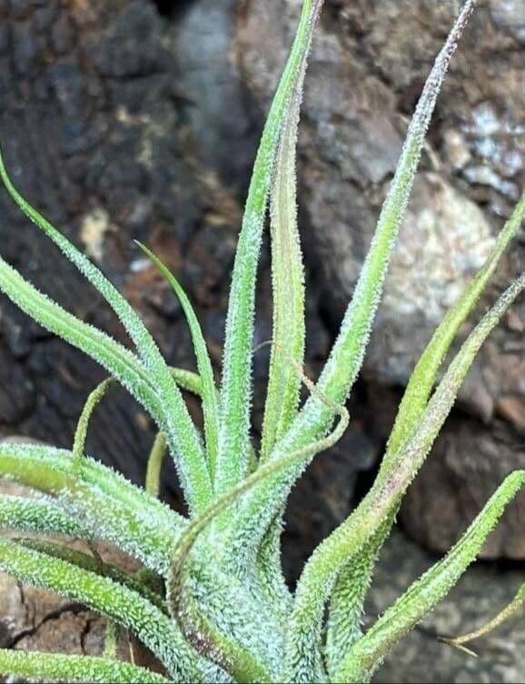 Tillandsia pruinosa
