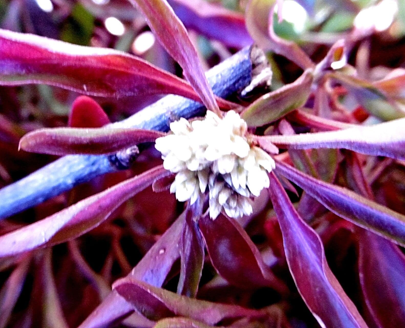 Alternanthera bettzickiana