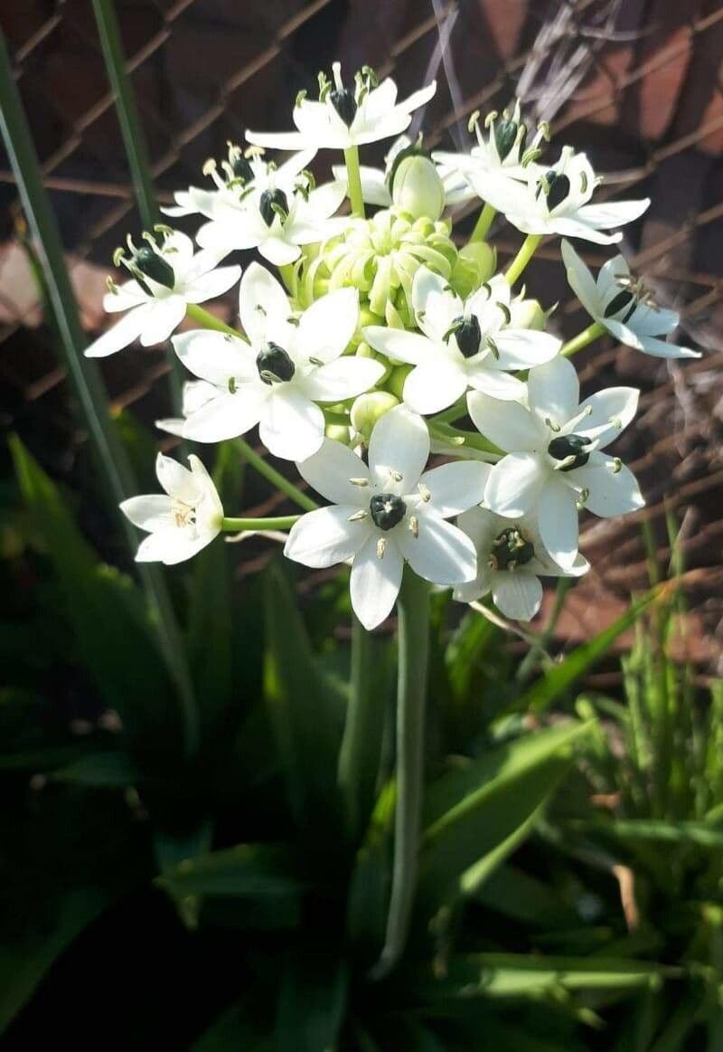 Ornithogalum arabicum