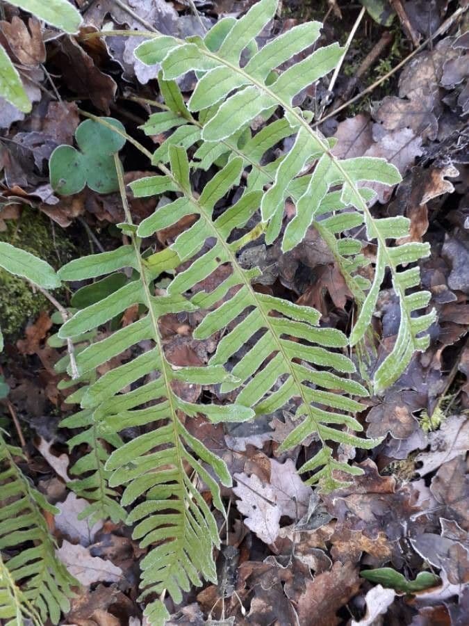 Polypodium cambricum
