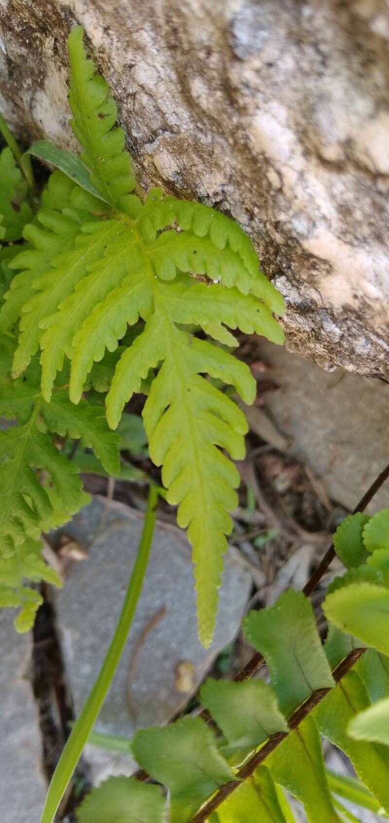 Phegopteris connectilis