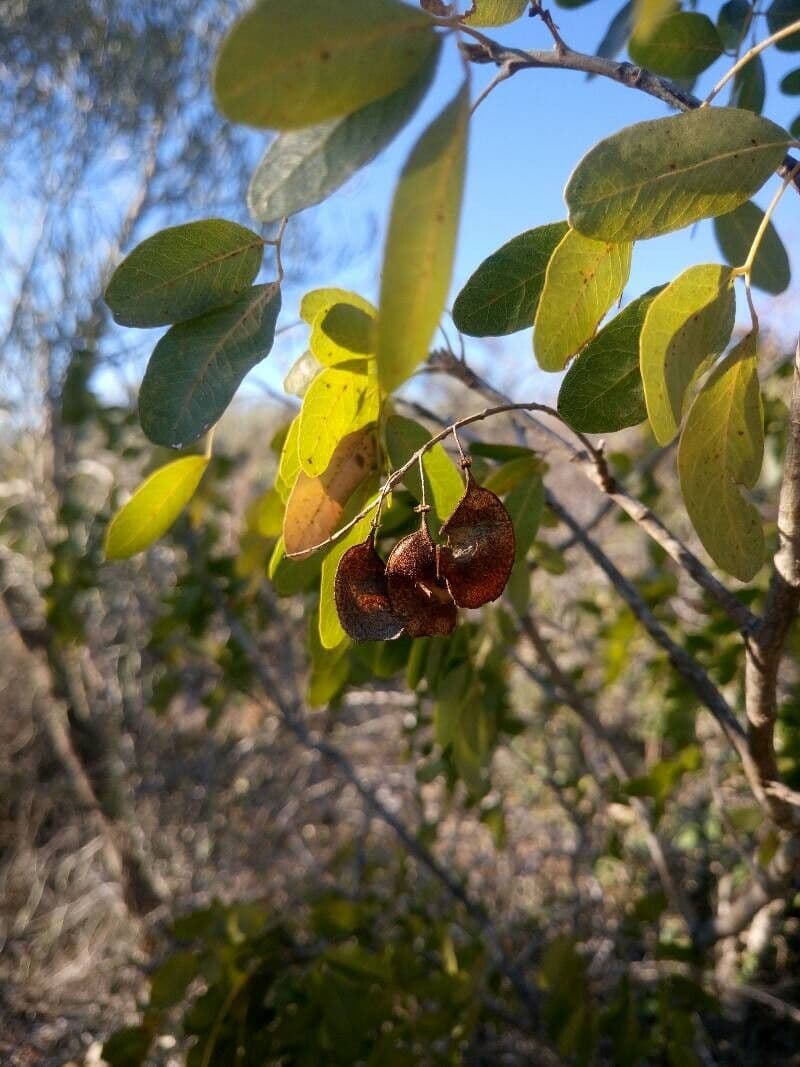 Burkea africana