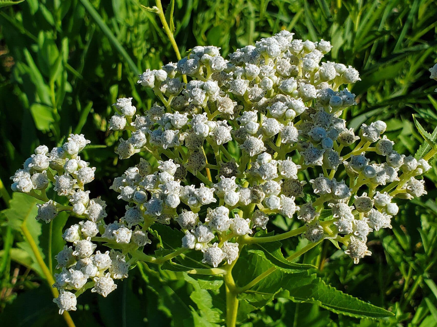 Parthenium integrifolium