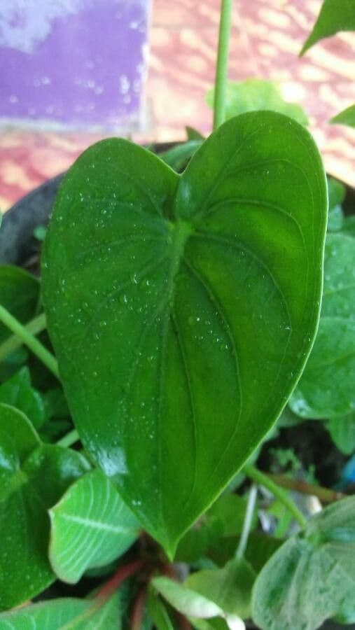 Alocasia cucullata