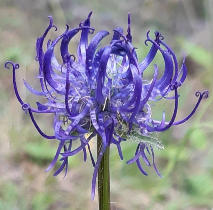 Phyteuma orbiculare