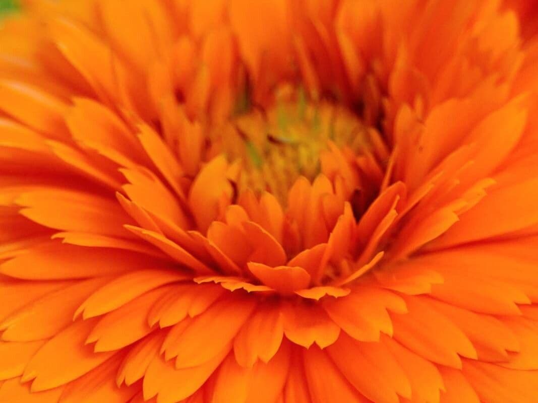 Calendula stellata