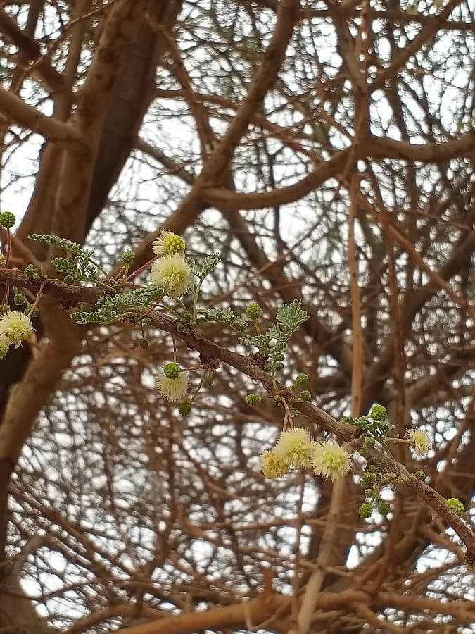 Vachellia tortilis