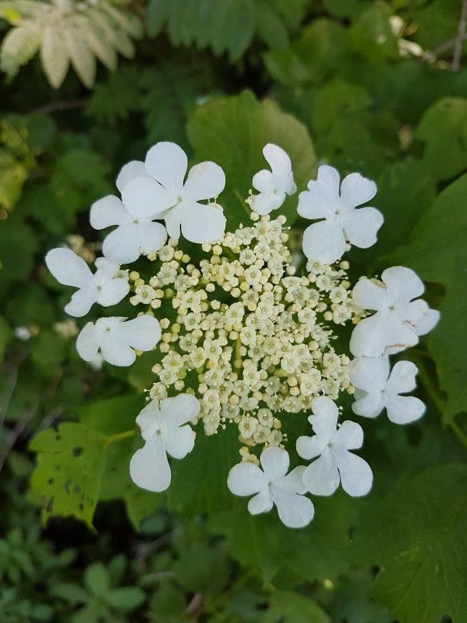 Viburnum opulus